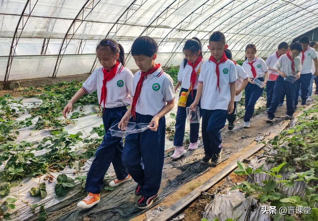 忻州市七一路小学开展农业基地研学活动(图4)