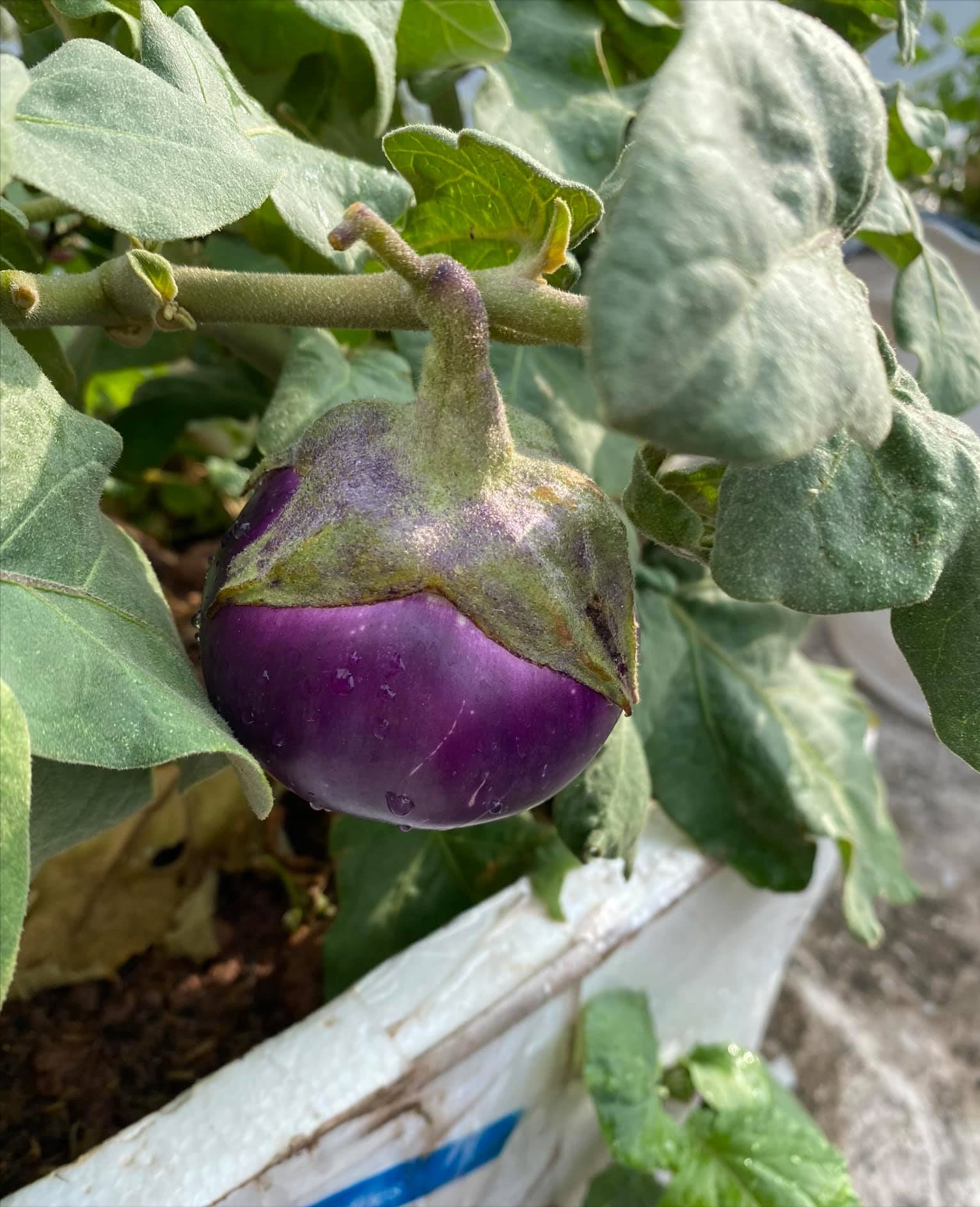 女厂长利用100平方米露台，投资3000块钱，种植了各种干净蔬菜