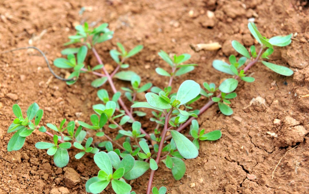 这100种野菜很常见，也很美味，可惜很多人不认识，白白错过美食