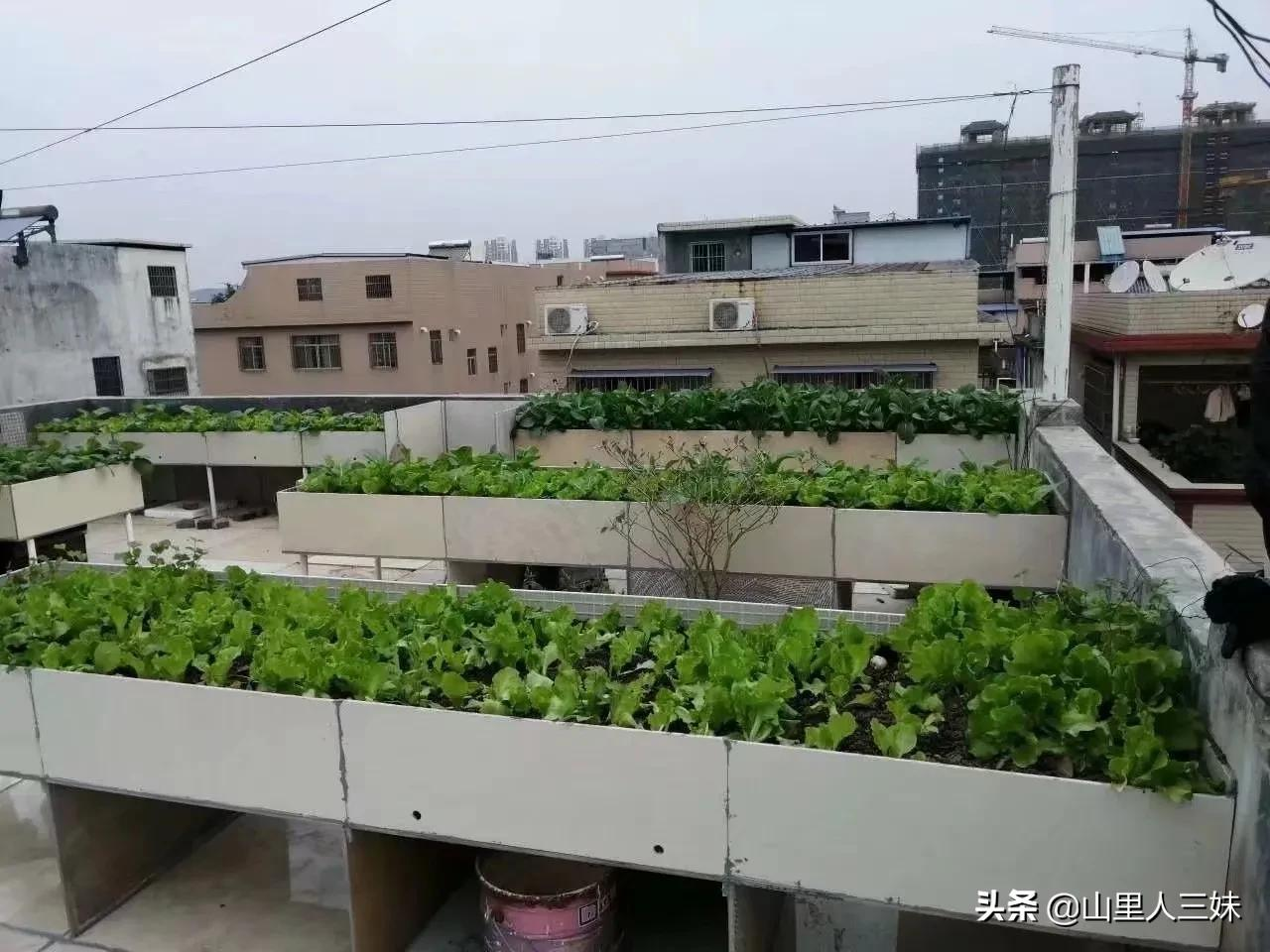 ¥԰ֲ˰ɣʵ߲ɣֵˮʻ