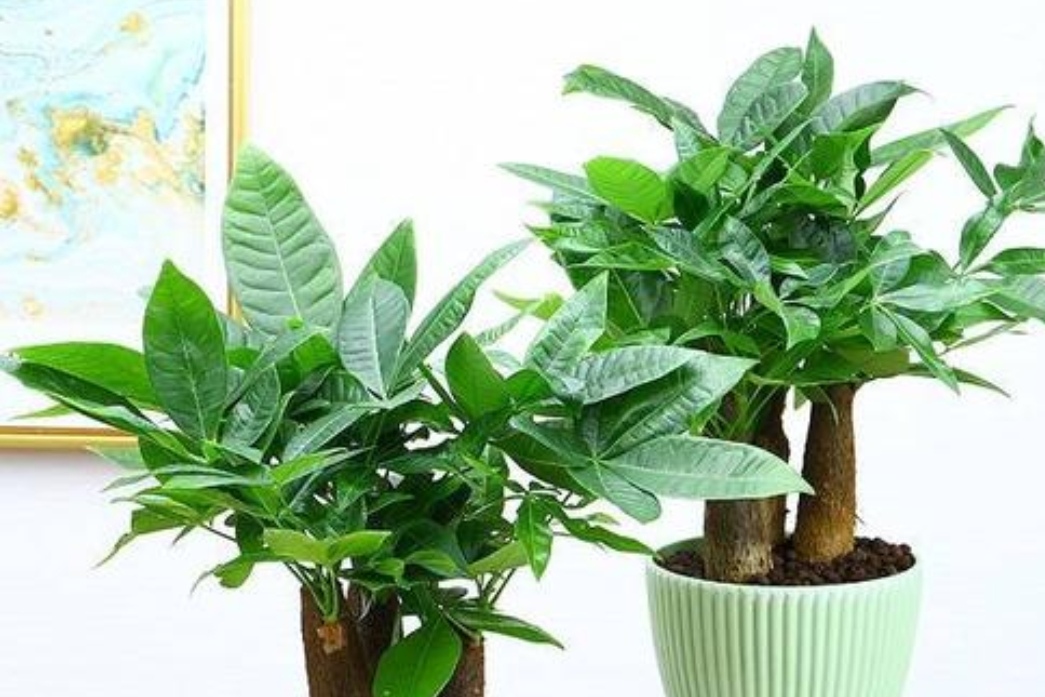 富贵树(6种"富贵树",枝叶繁茂寓意好,适合客厅养)