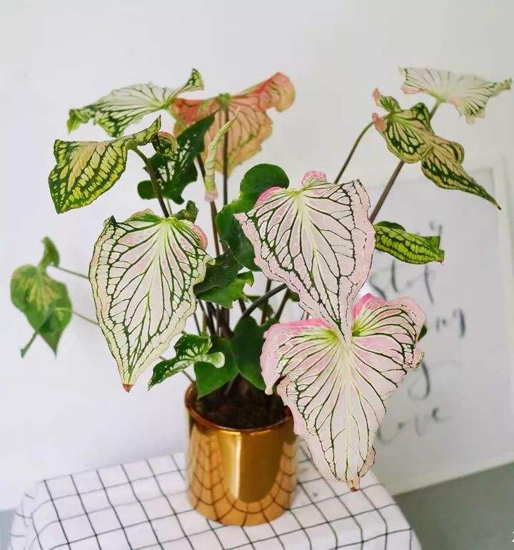 家里光照不足，建议养这10种“耐阴花”，有点散光就能长得很美