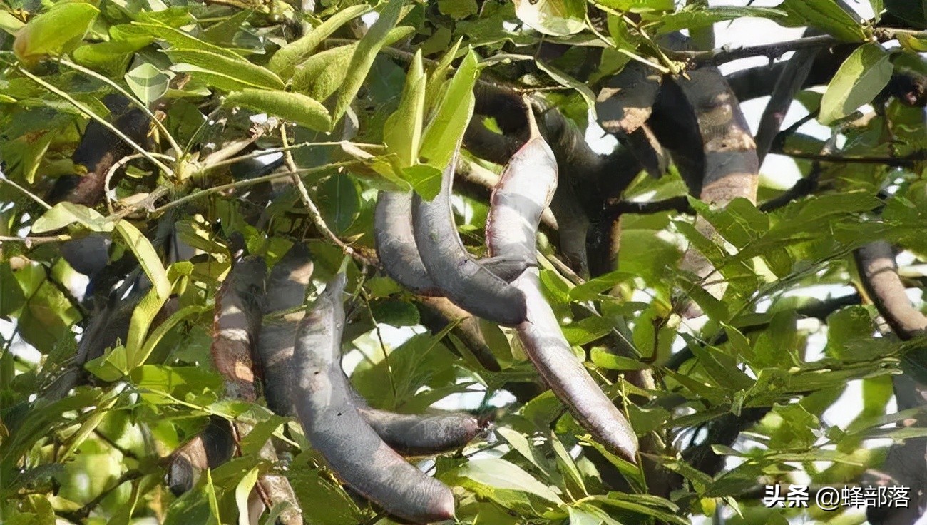 渐渐从农村消失的皂角树,如今一些基地大量种植,原来用处那么多