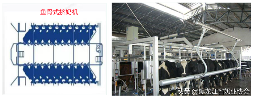 规模化奶牛场常用挤奶机的分类