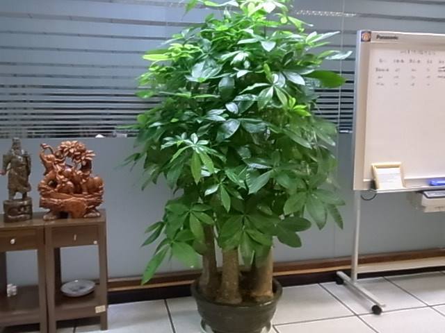 10种大盆栽，可当“镇宅花”，家里放一盆，高档霸气安全感十足