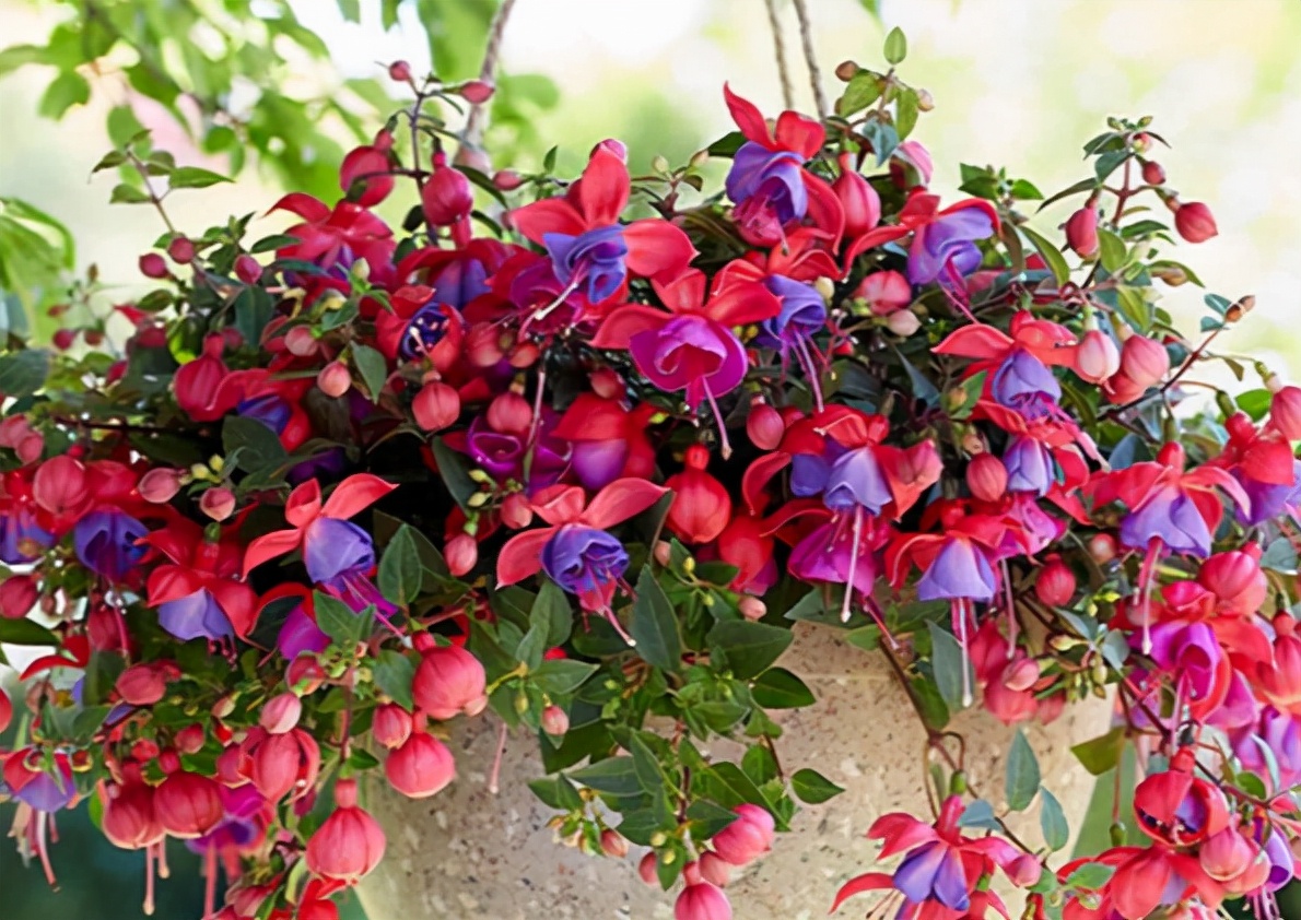 家里光照不足，建议养这10种“耐阴花”，有点散光就能长得很美