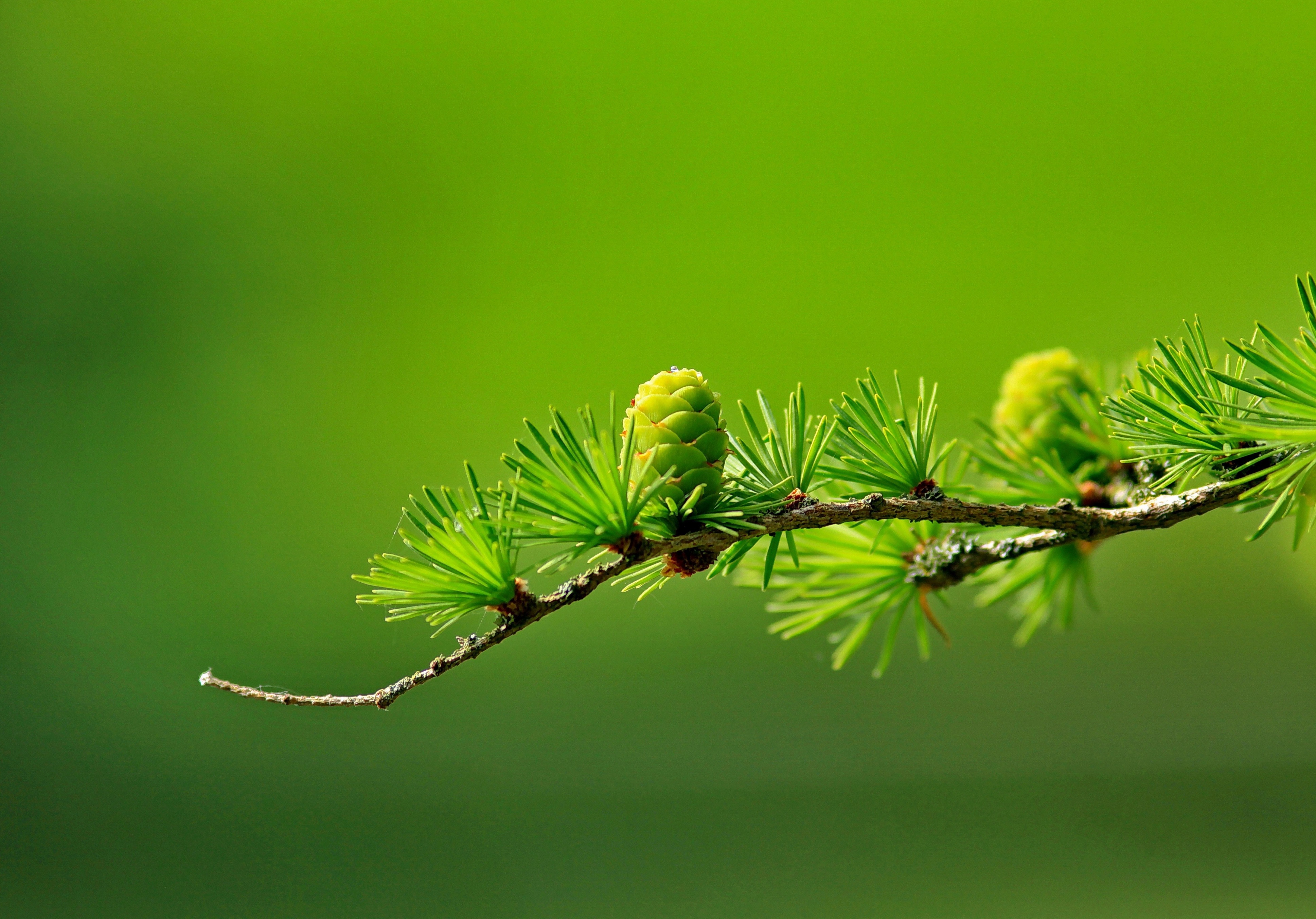 苹果平板壁纸(apple ipad pro及ipad air系列壁纸)