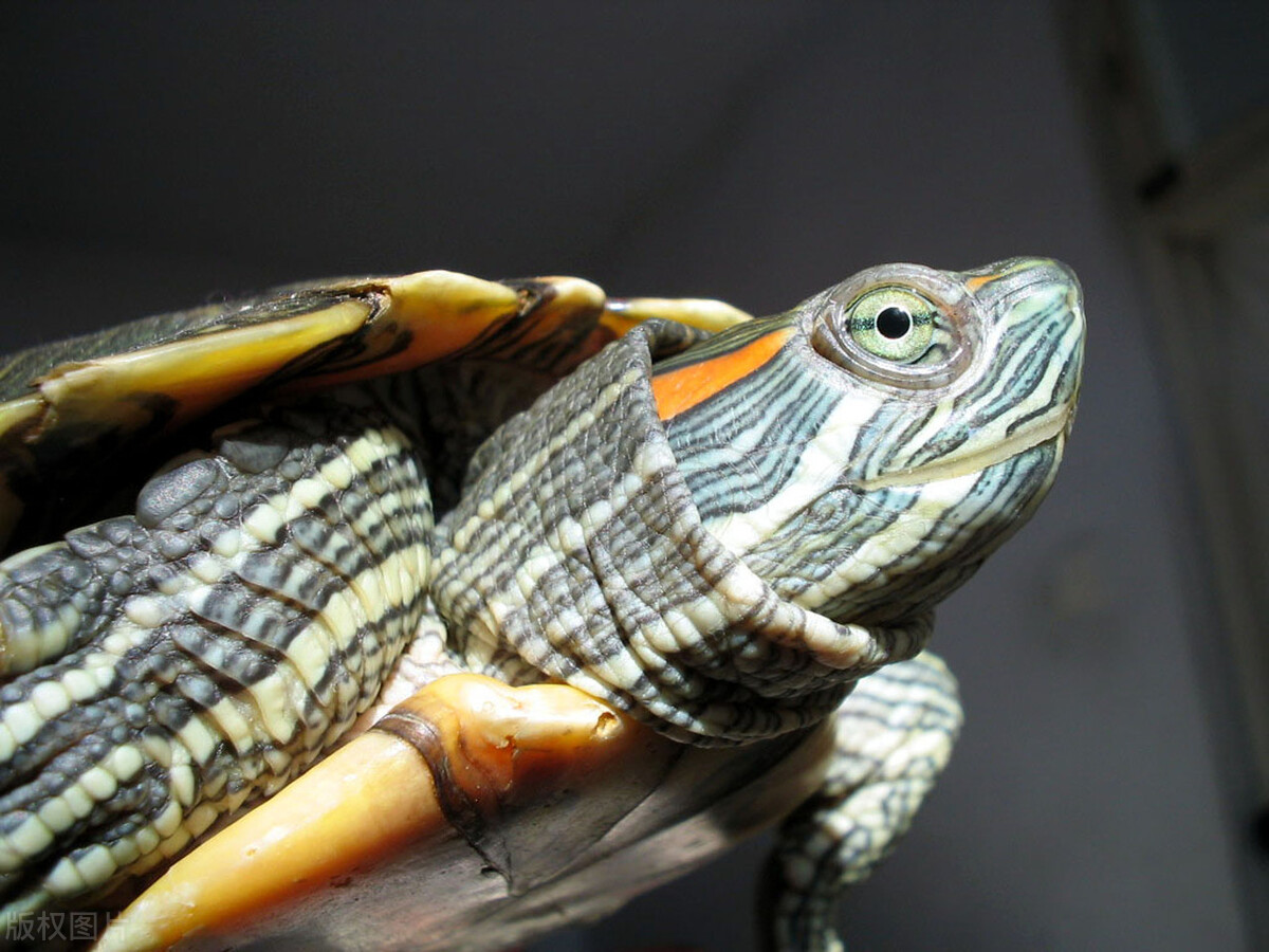新买的巴西龟不吃东西怎么办(奇怪!刚到家的巴西龟不吃龟粮是怎么回事