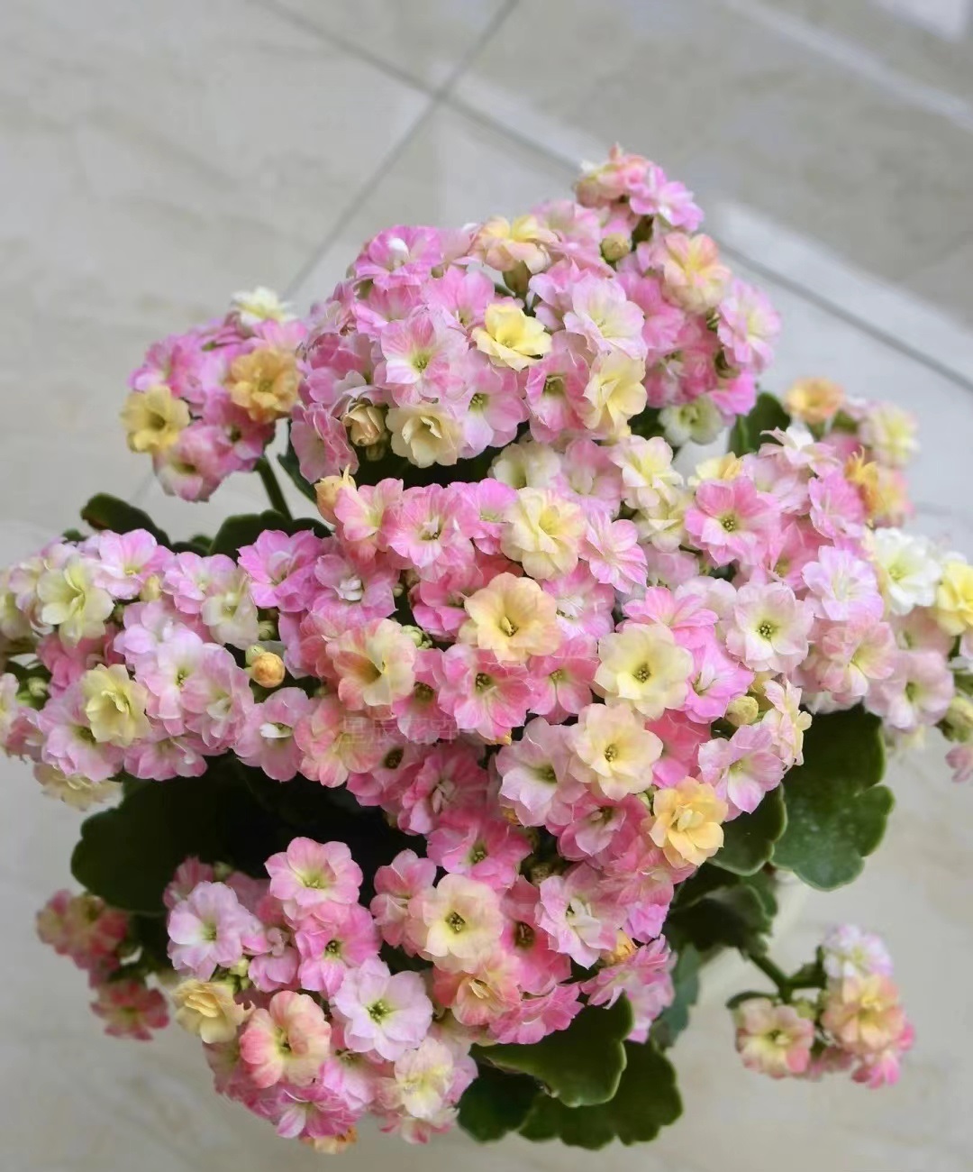 有种长寿花,叫"彩虹糖",同时开几种花色,颜值高,开花也勤快