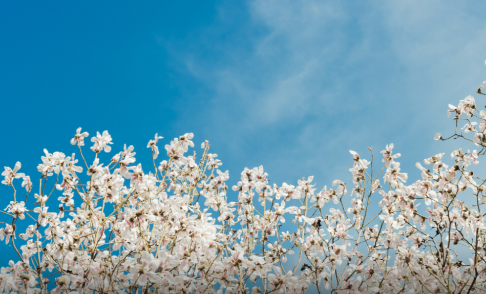 政法大学有哪些（全国政法类大学排名前十强）