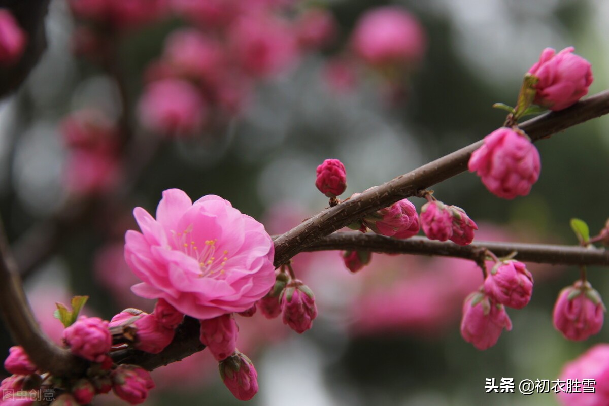 仲春花信之桃花美诗七首：路上桃花亦欢喜，恰是东风二月时