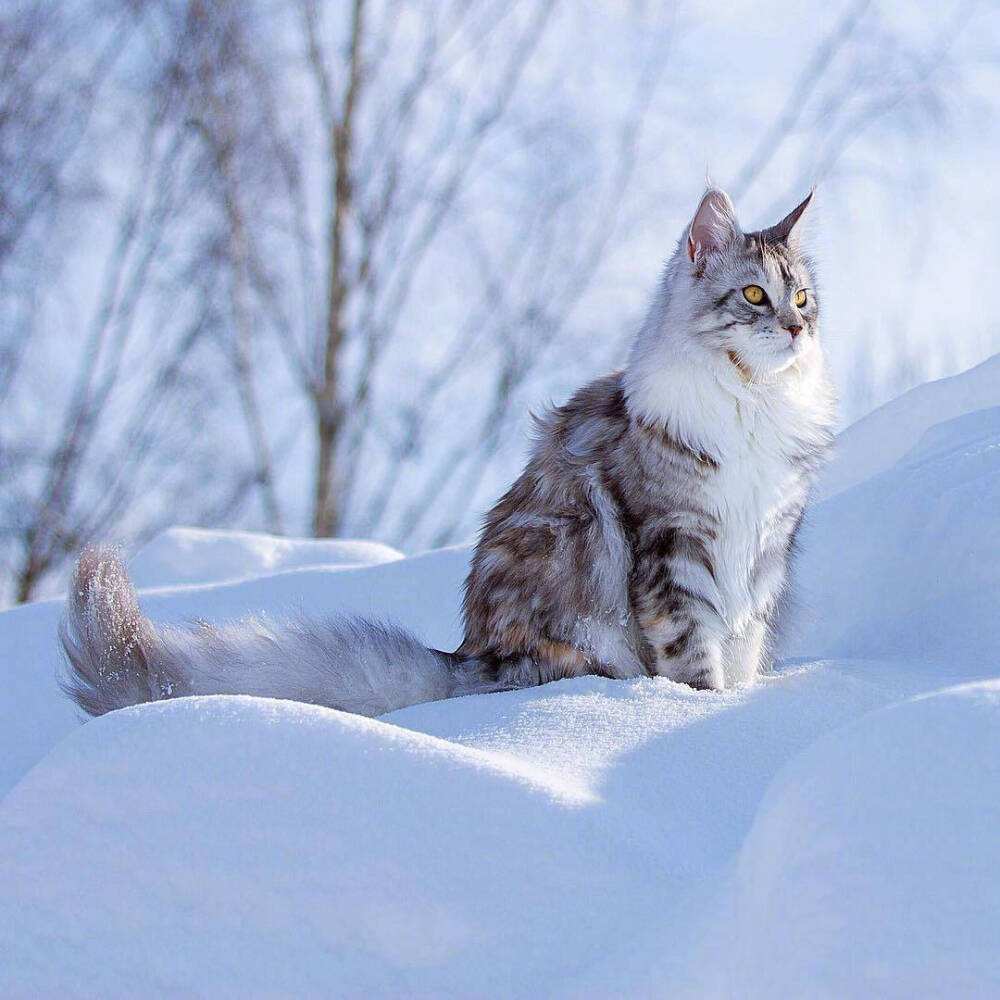 这几种猫真的不值得买，越养越心累