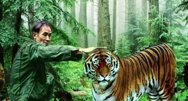 华南虎纪录片(20年前，中国将2只华南虎送到南非草原放养，后来怎样了？)