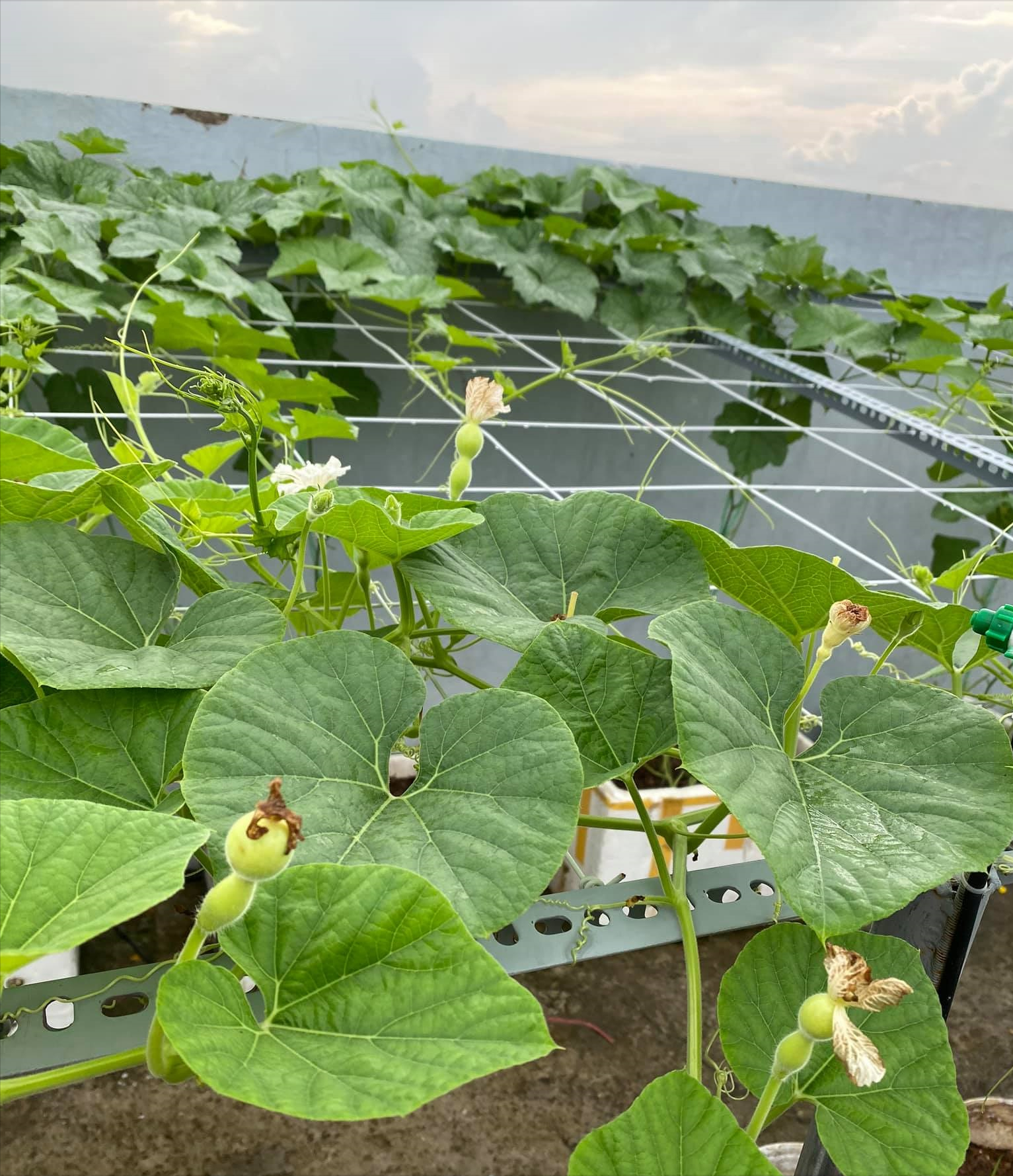 女厂长利用100平方米露台，投资3000块钱，种植了各种干净蔬菜