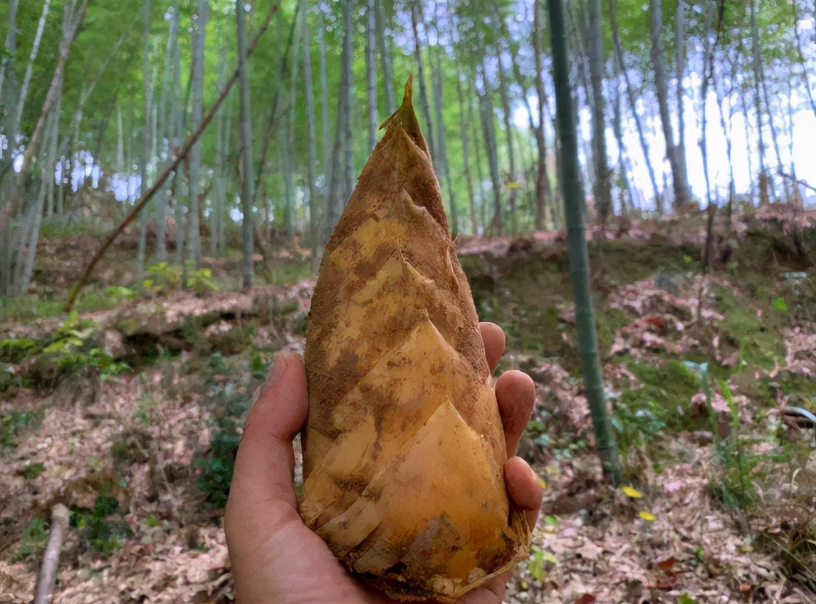 冬笋和春笋有啥联系?