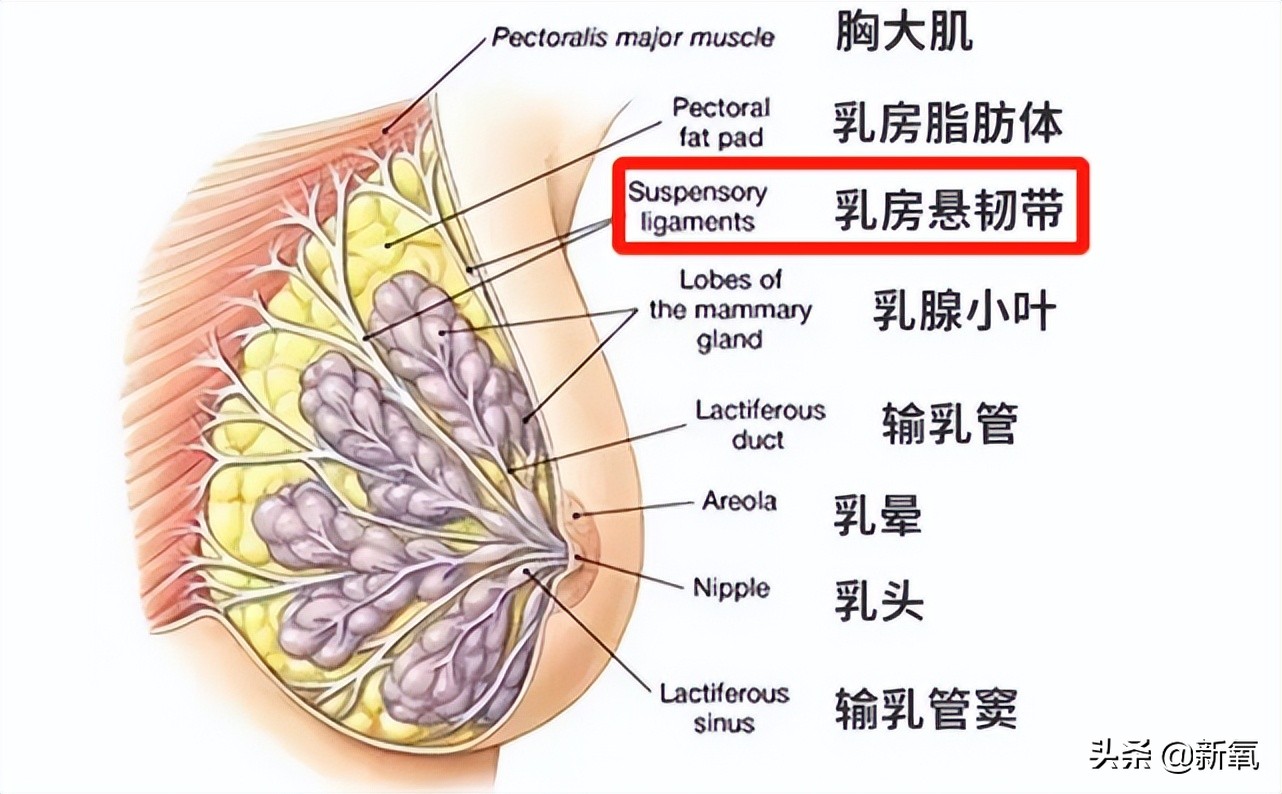 90后美女的胸(没穿内衣上红毯就被喷胸垮成饼？这两年她经历了啥…)