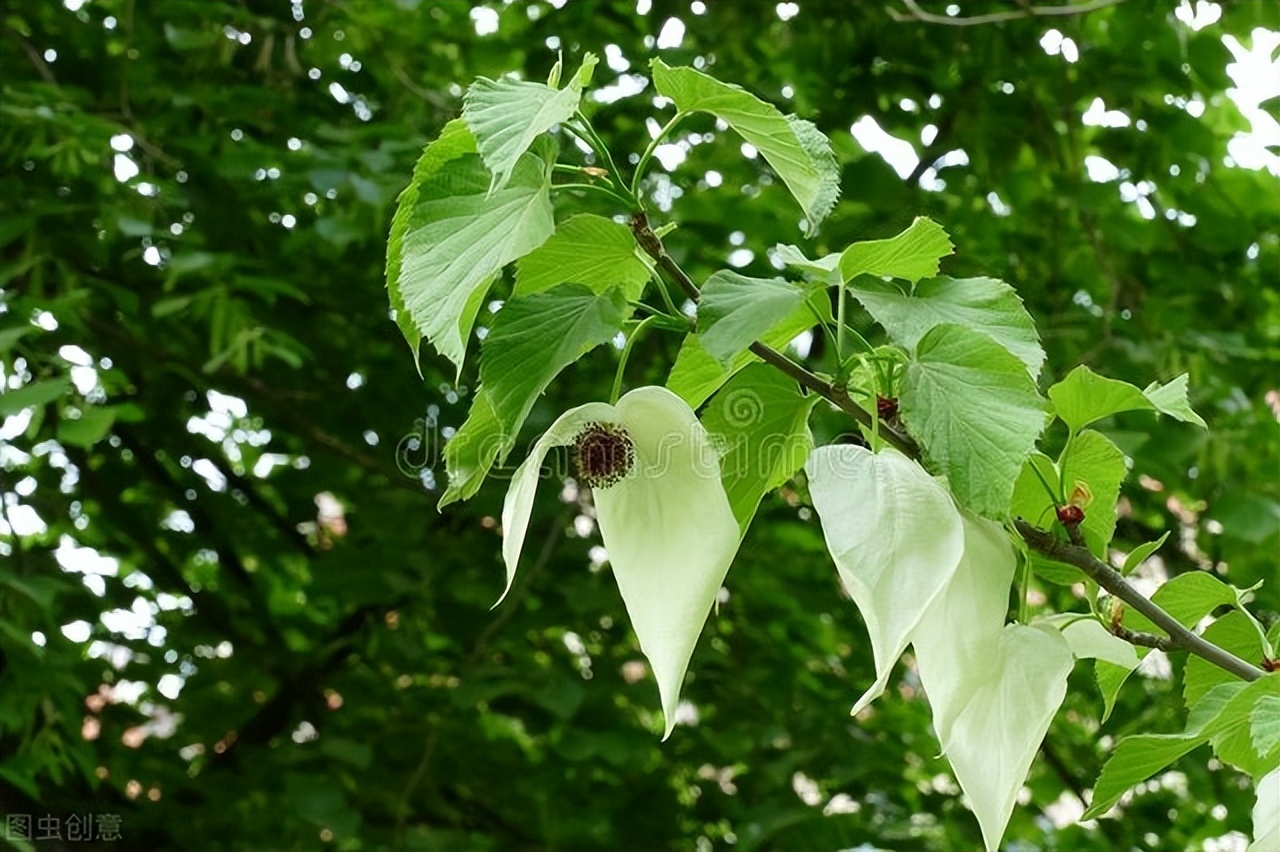 常青树有哪些 常青树有哪几种-千百号