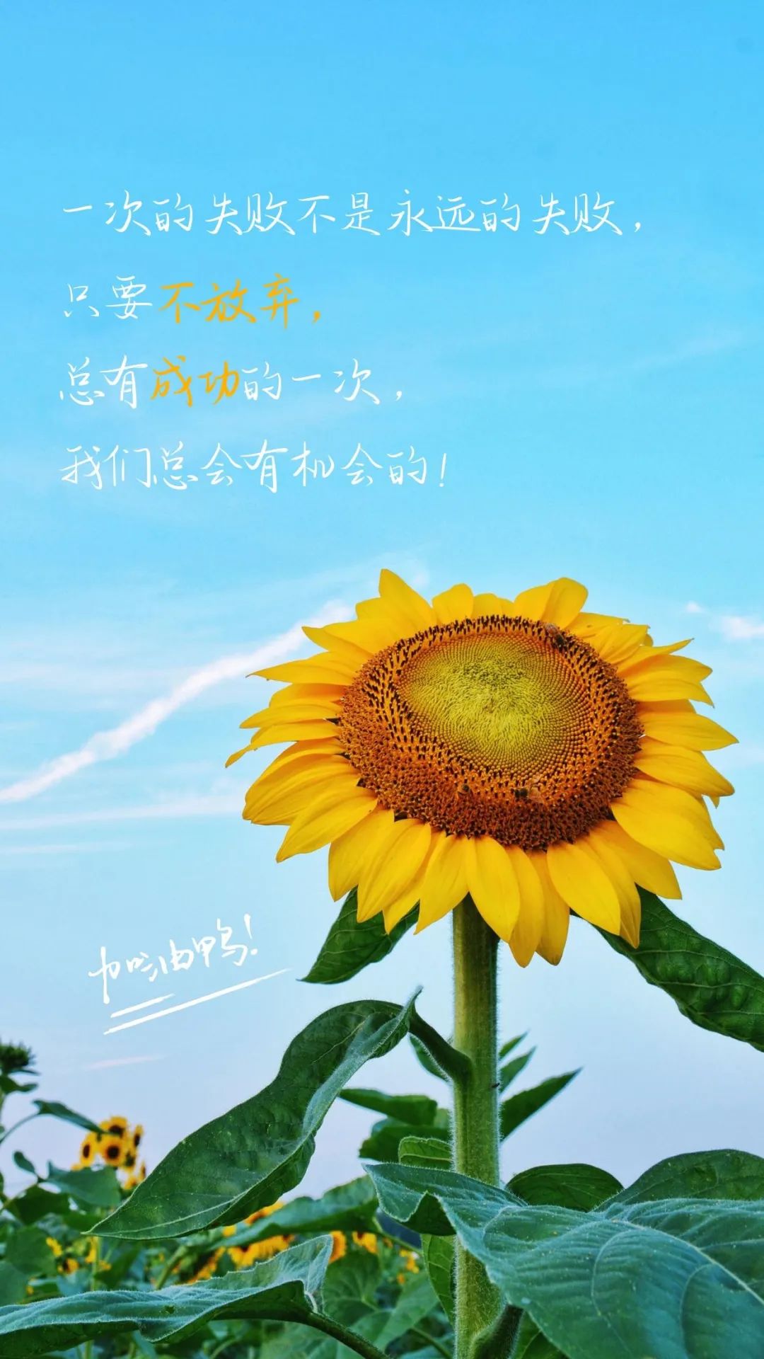 沉淀思索,来不及,拥抱倾诉,来不及,计划畅想,无妨,夏日明媚,阳光灿烂