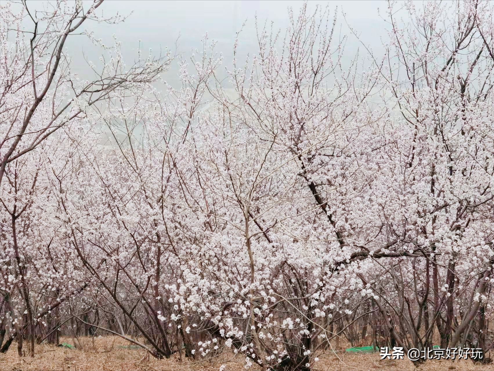 北京杏花哪里最多最好看（推荐3个北京杏花最佳观赏地）