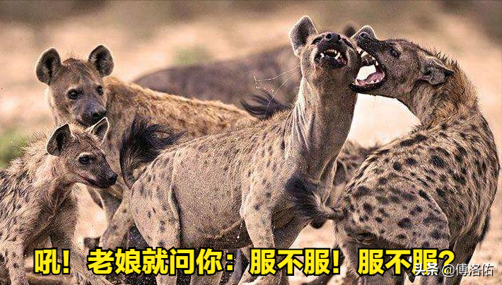 怪哉！掏肛之王斑鬣狗并非雌雄同体，雌兽身上的“丁丁”是假货