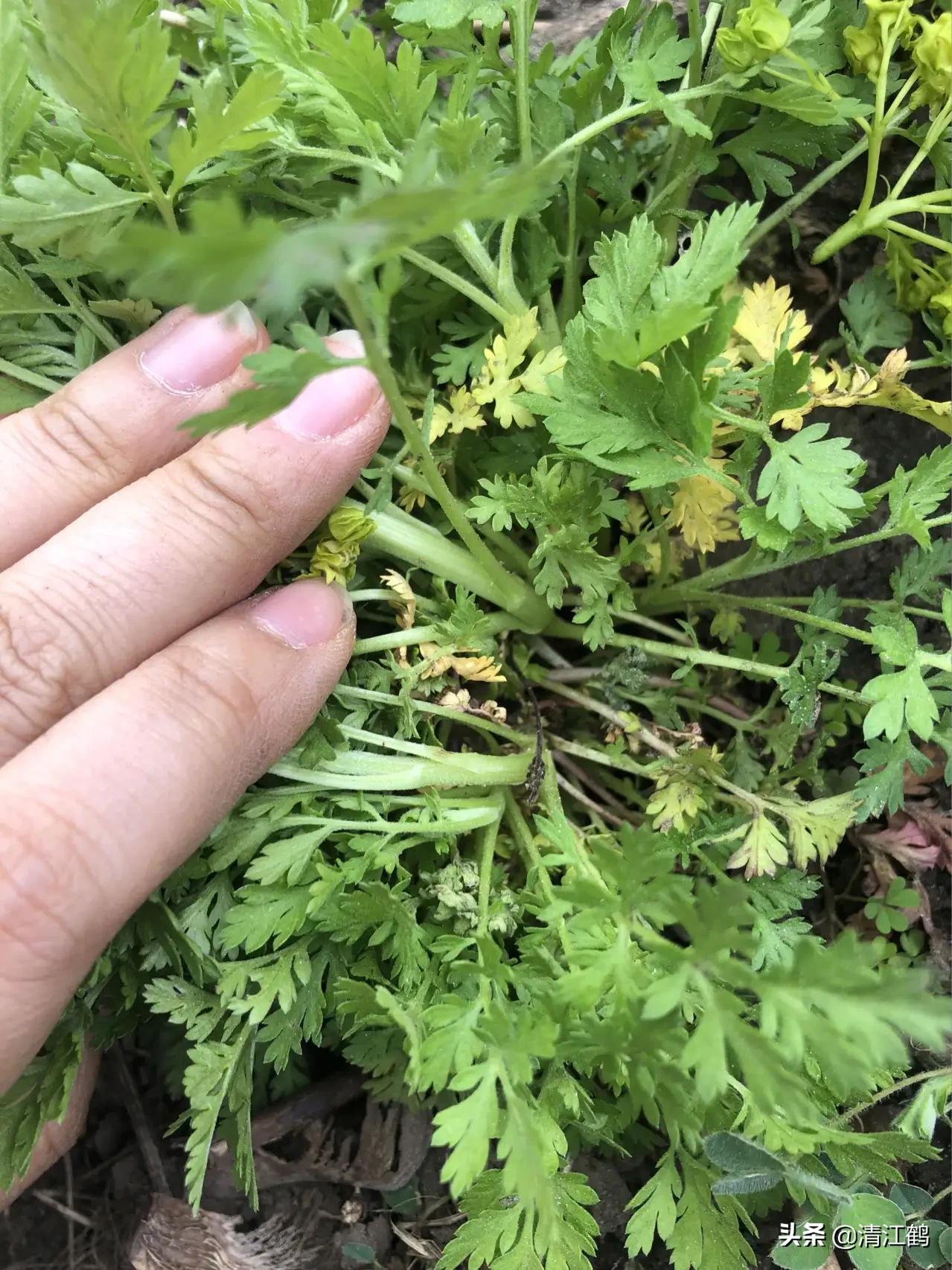 麦蒿的功效与作用(打麦蒿药多长时间下雨没事) - 行就行
