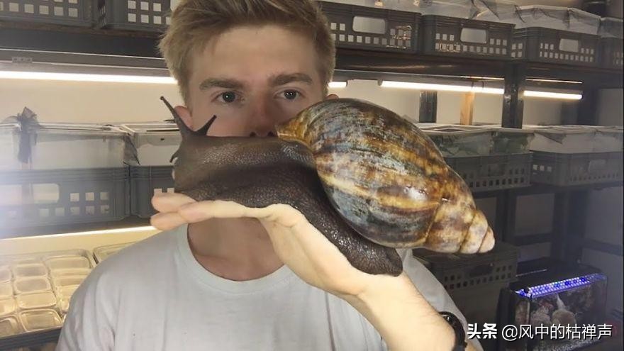 恐怖的“僵尸蜗牛”，它不光有五彩斑斓的外表，还可以“永生”