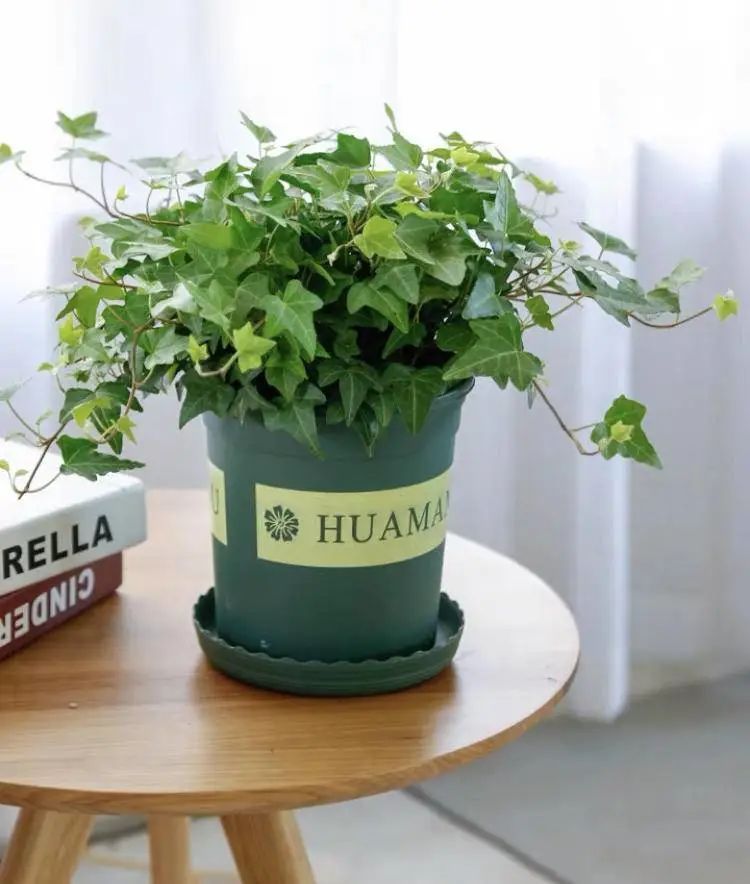 春季家居攻略，用绿植打造自然风，让你的家居时尚起来