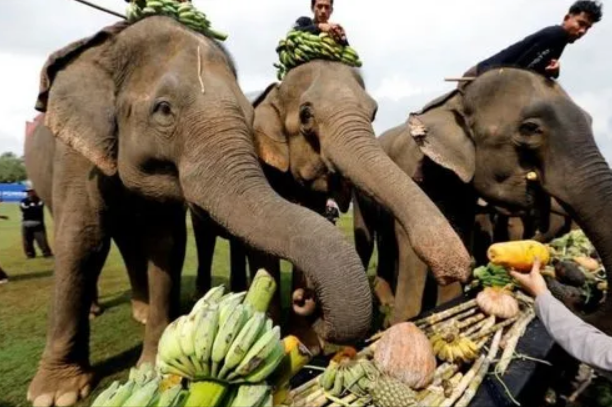 大象在成长过程中,象肉的转化率并不高,所以要成功饲养一头大象吃肉并