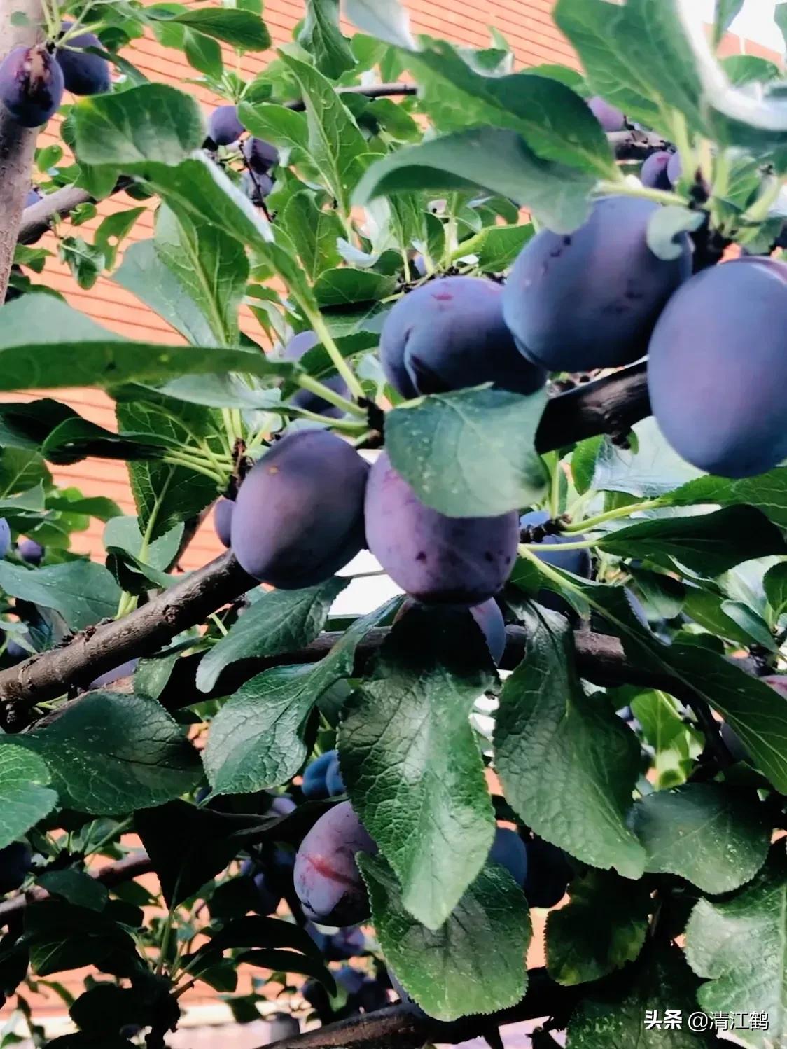 南方适合种植什么果树（南方引种可以进行避雨设施栽培）