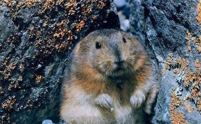 1993年，新疆草原上发现大量死黄兔尾鼠