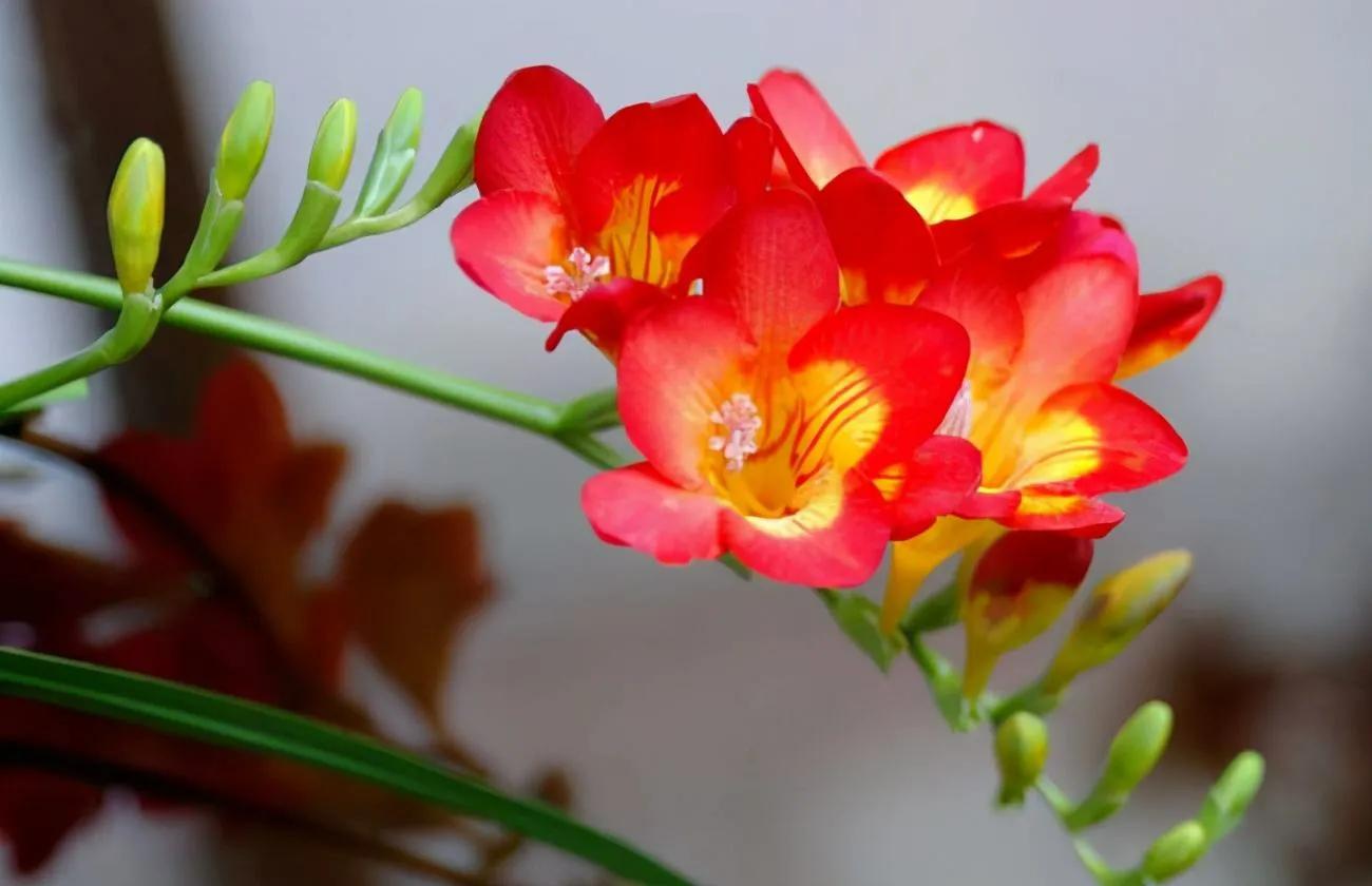 生日送什么花好（推荐12种对应的生日花）