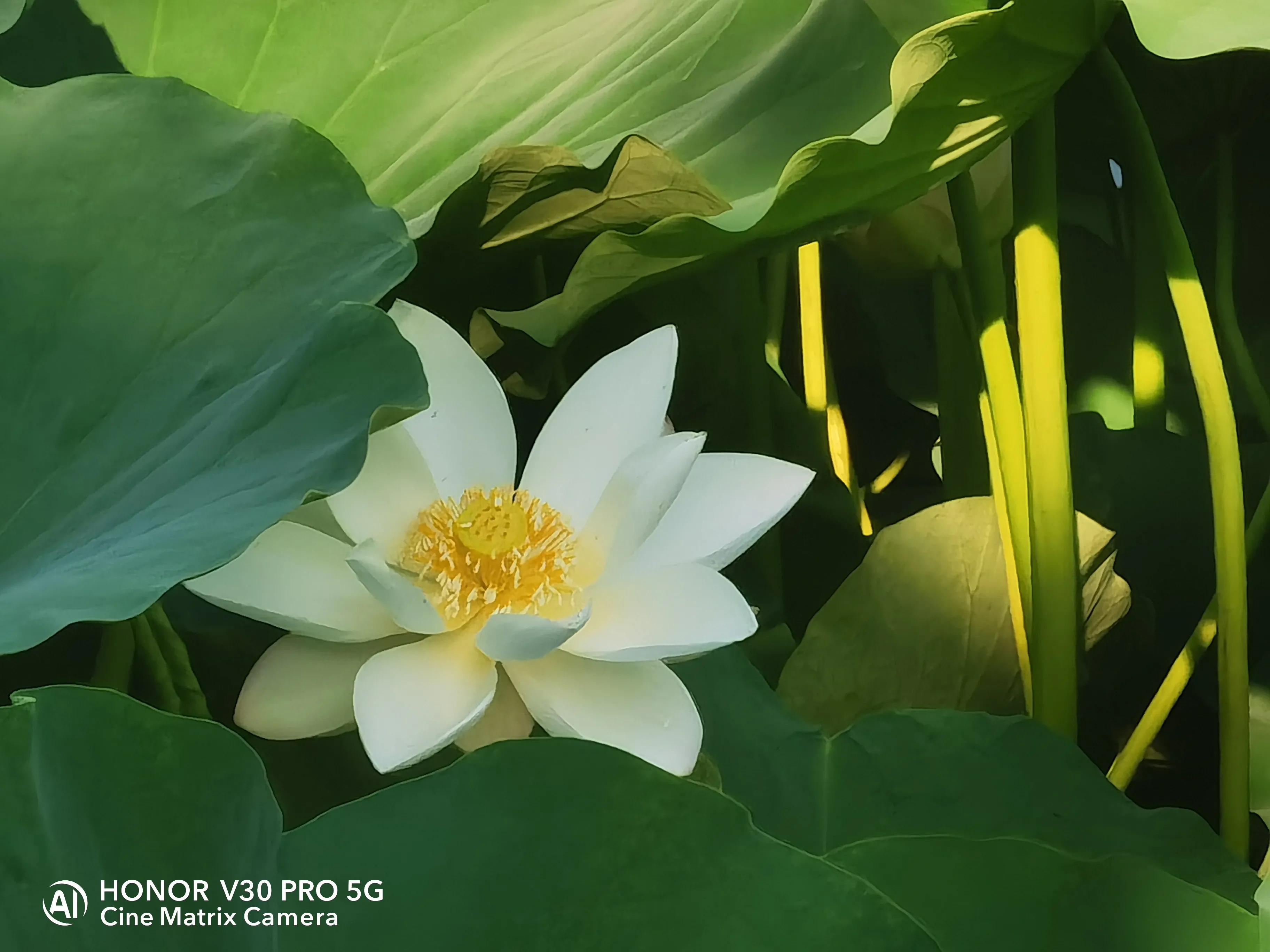 公园荷花开了，走，带着荣耀V30 Pro去拍荷花