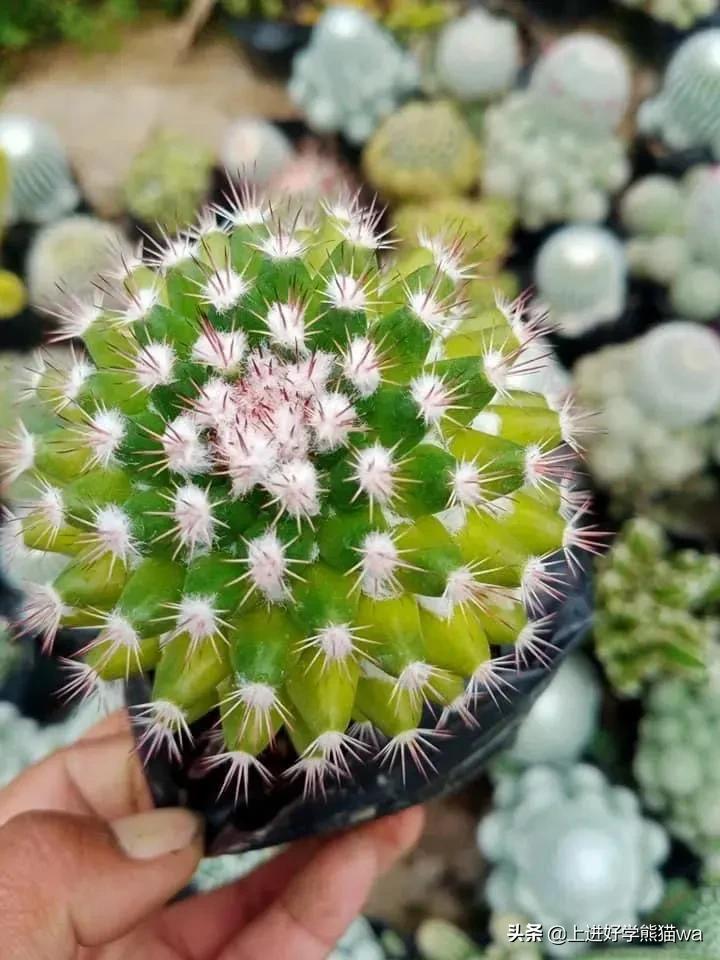 66种罕见仙人掌,花团锦簇,艳丽无比