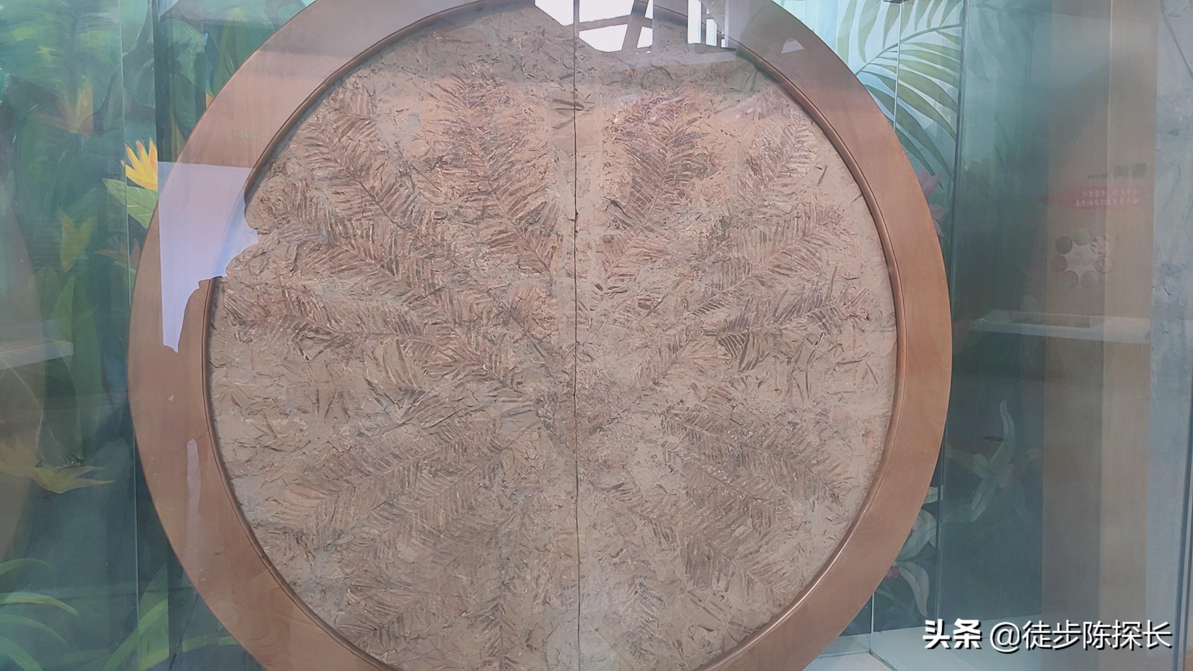 超級球王大花蔥（還在為去哪遛娃犯愁，來這里新奇好玩還漲姿勢）