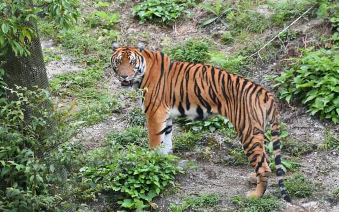 大规模的搜索行动,然而却一直没有找到任何一只活体野生华南虎的行踪