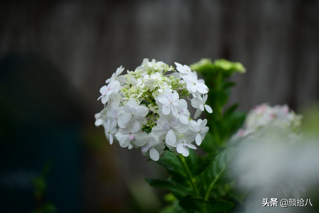 白色绣球花图片(冬日里依旧盛开的大花绣球，白色天使 - 园丁)