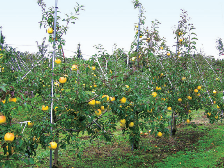 日本产量第二高的苹果品种"信浓金苹果"