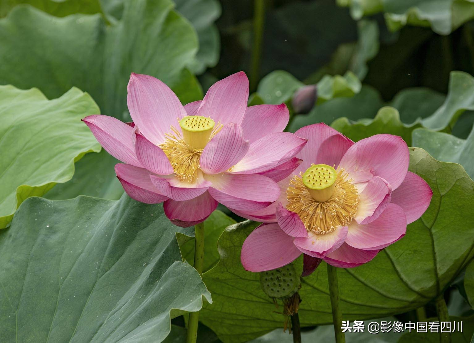 仁寿方家：映日荷花别样红