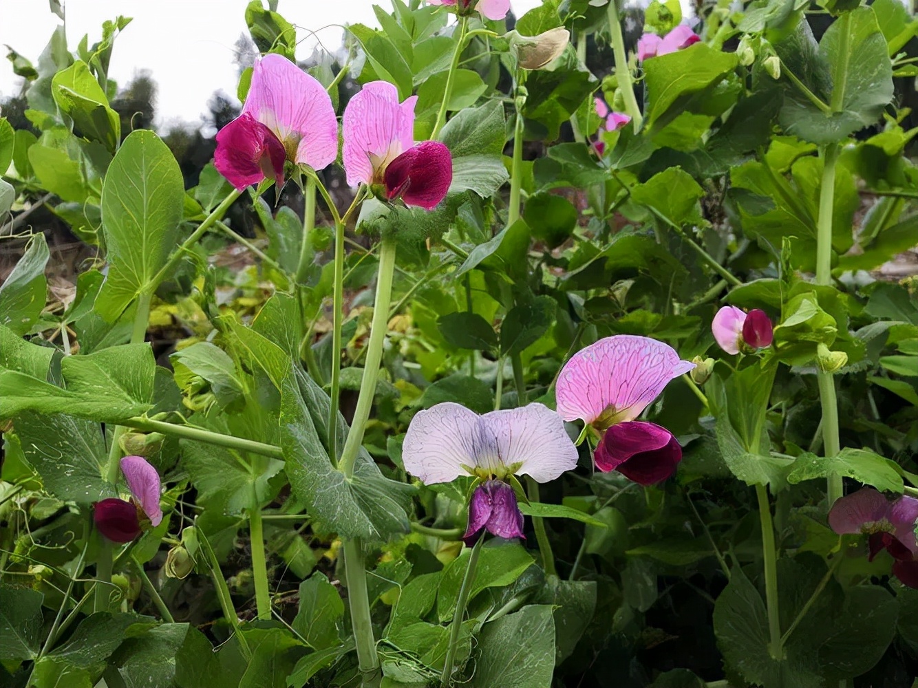 乡情散文：春风满架豌豆花