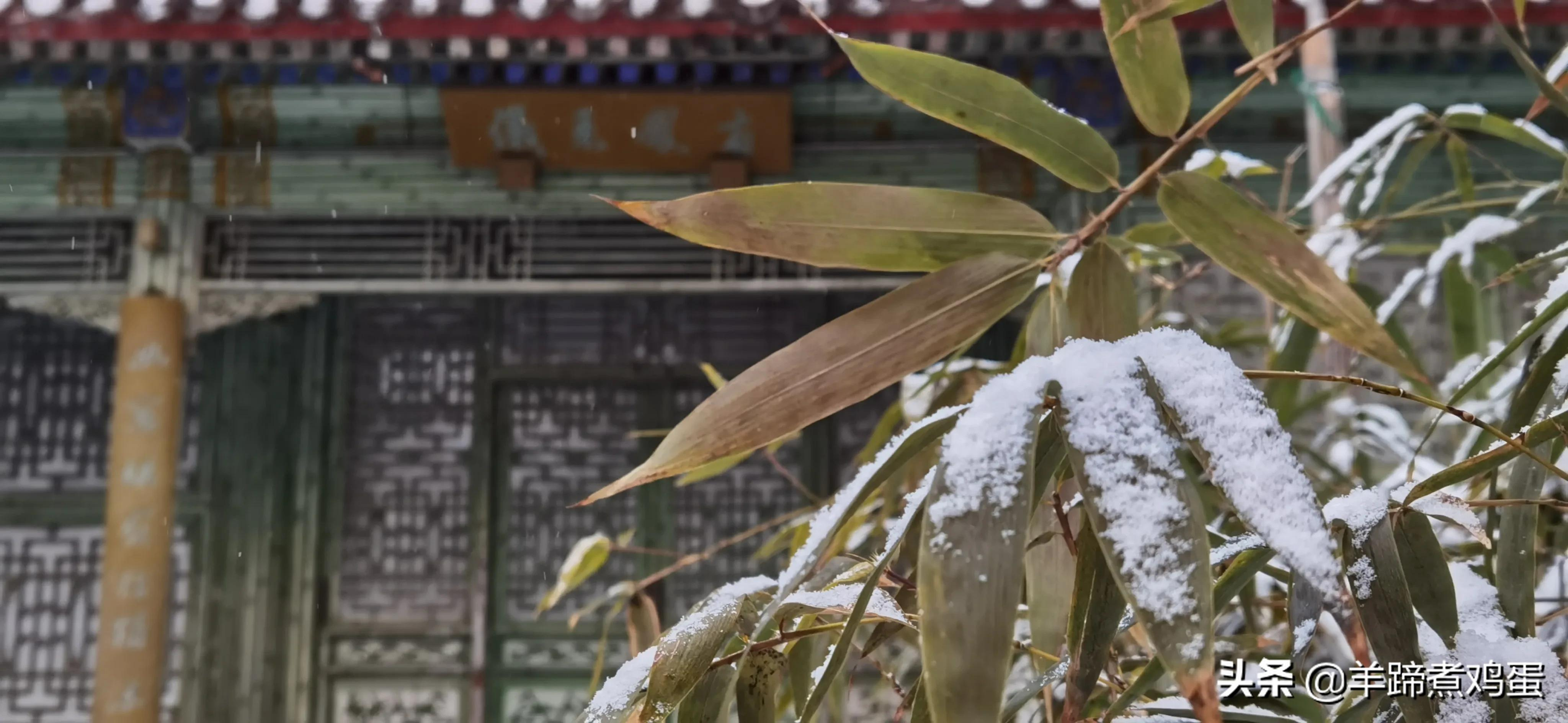 难览观园全画景雪覆腊梅一隅香——踏雪寻游北京大观园