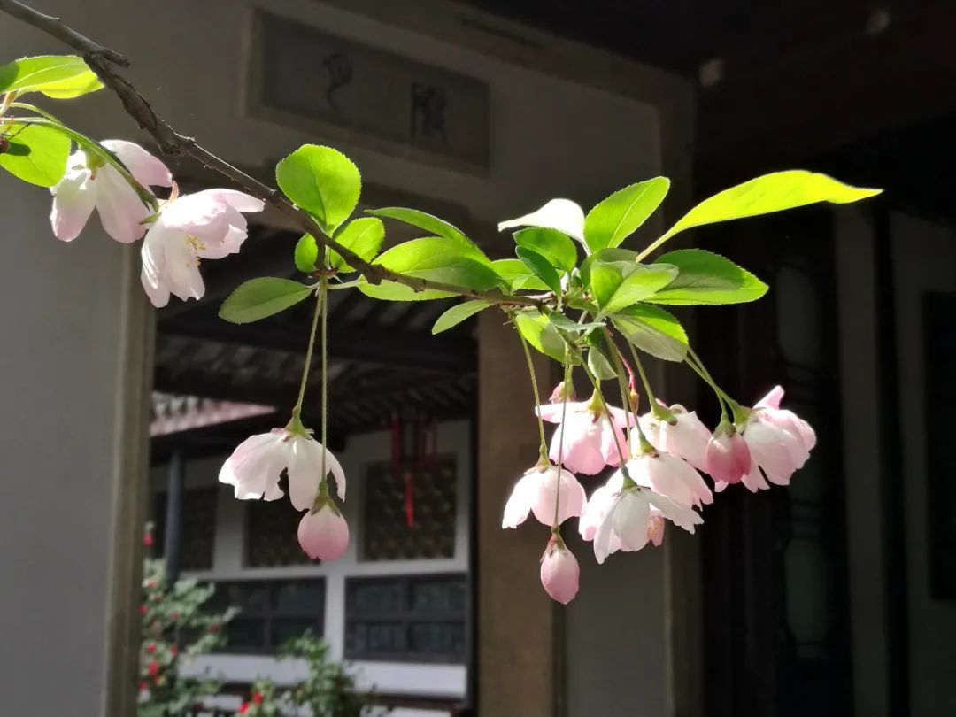 什么東西使人哭笑不得（《笑林廣記》笑話8則，嬉笑怒罵，令人哭笑不得）