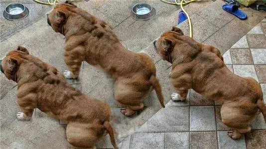 见到一定绕道走！地表战斗力爆表的12种猛犬，一獒战三狼战狮子？