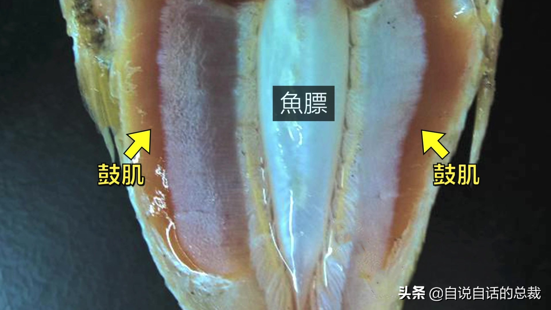 从4毛一斤到价比黄金，300万一条，40年来，大黄鱼到底经历了什么