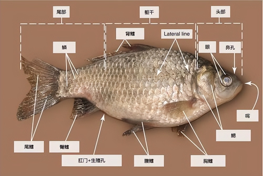 鱼身体部位示意图图片