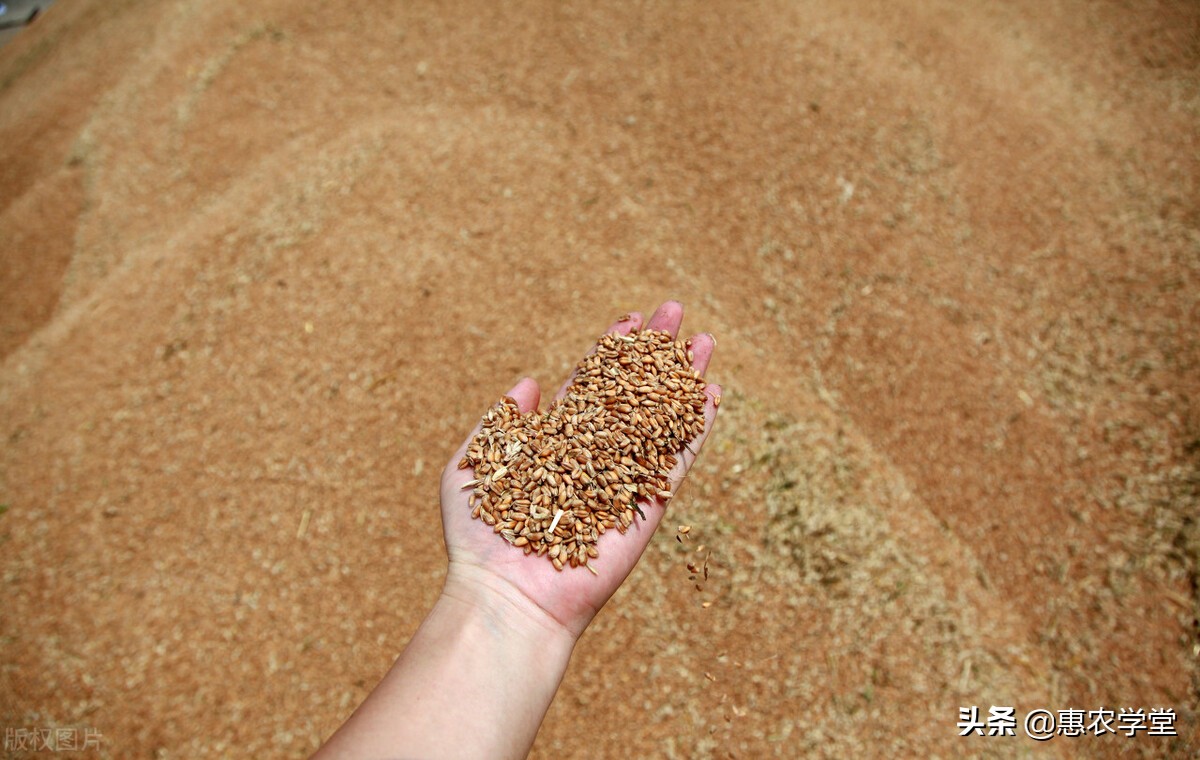 小麦目前多少钱一斤？元旦能涨到1.5元吗？12月小麦价格行情分析