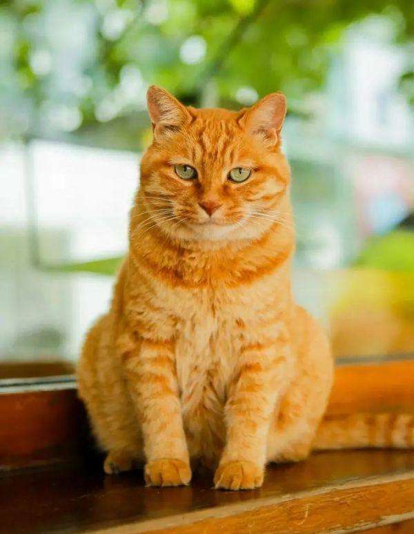 这几类猫会带来"好运",如果你家有,请好好珍惜