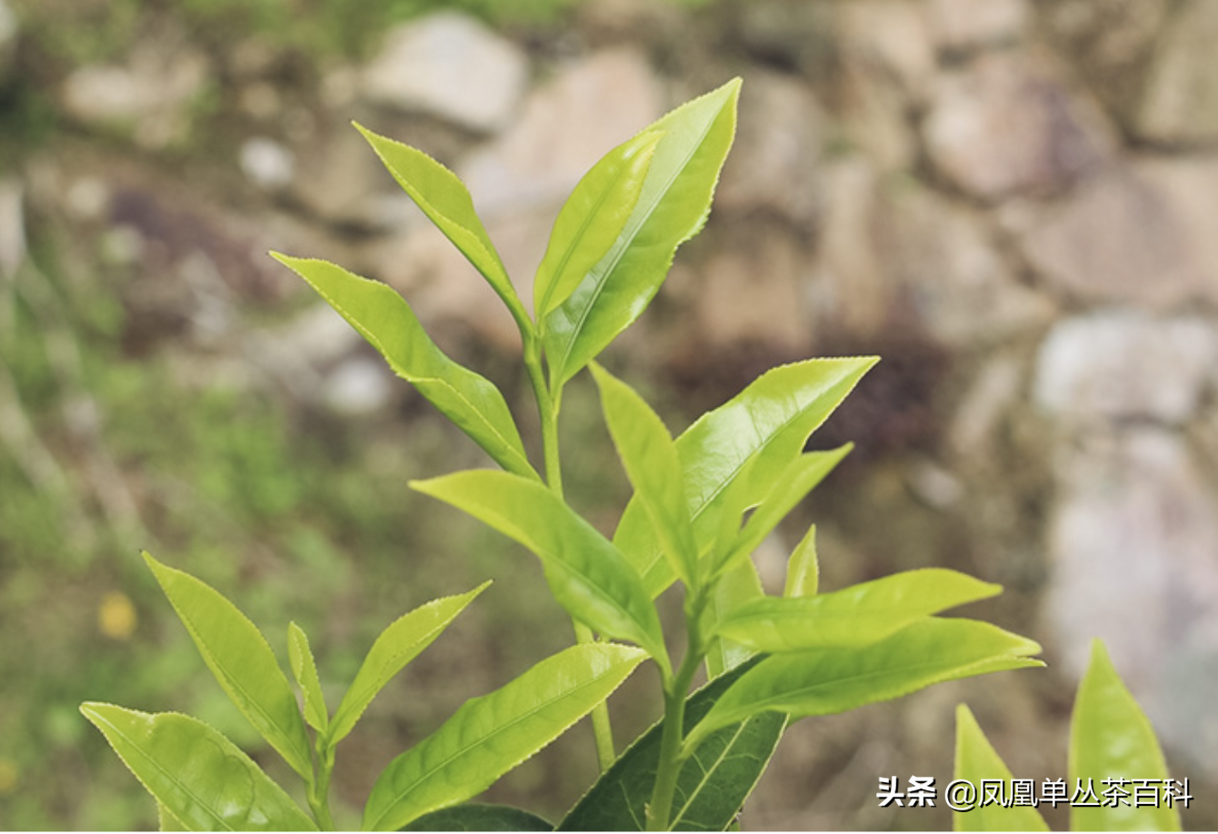 单枞的十大香型（单枞的十大香型有哪些）-第6张图片-科灵网