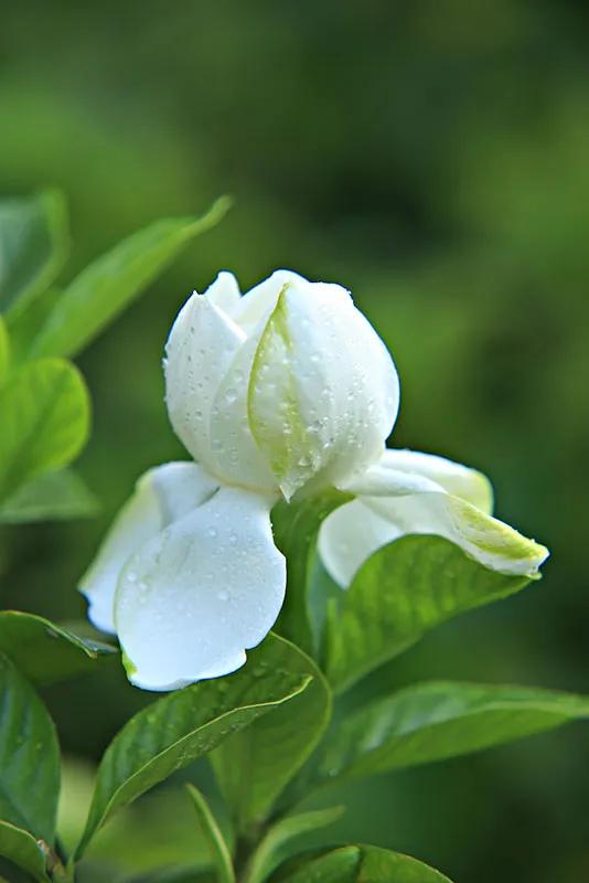 栀子花的花语 形容栀子花的唯美句子