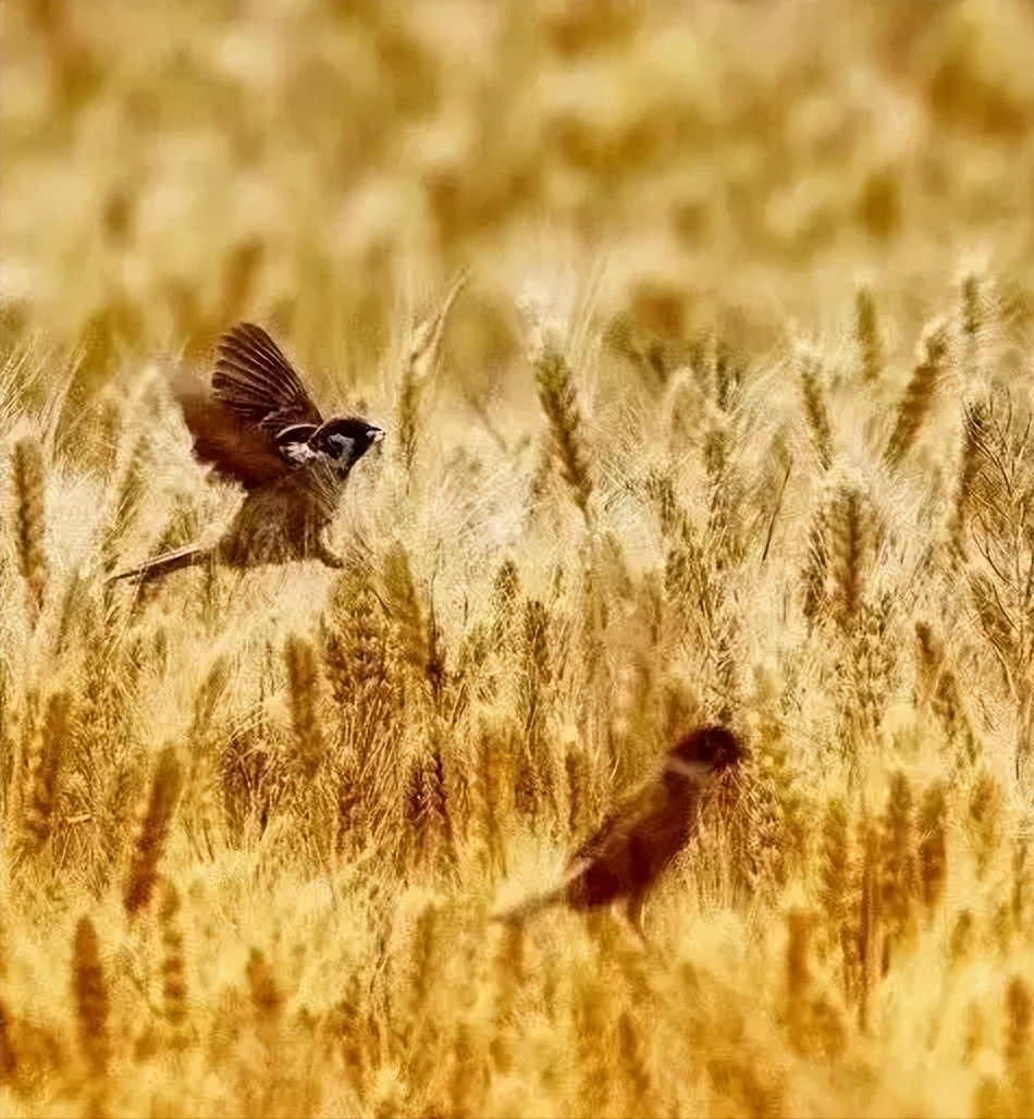 ﻿关于小麦花的散文

