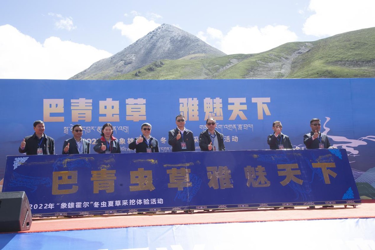 巴青虫草雅魅天下 2022“象雄霍尔”冬虫夏草采挖体验活动圆满启幕
